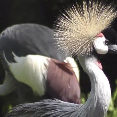 Parco Zoo Falconara  -  foto 3