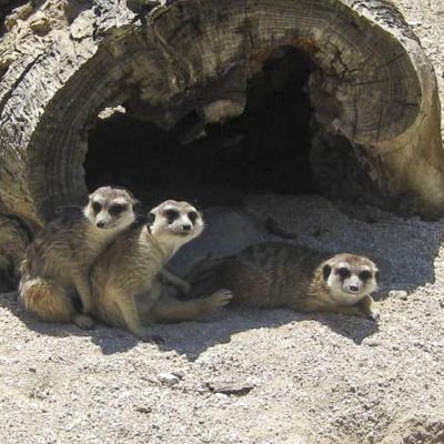 Parco Zoo Falconara  -  foto 4