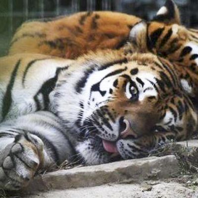 Parco Zoo Falconara  -  foto 7