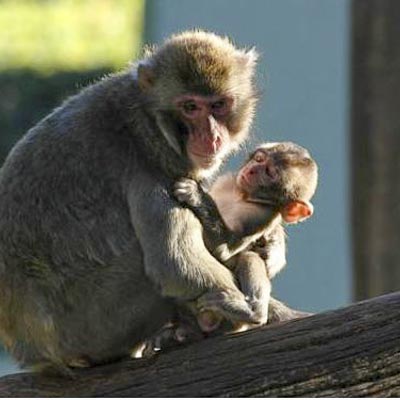 Bioparco Roma -  foto 1