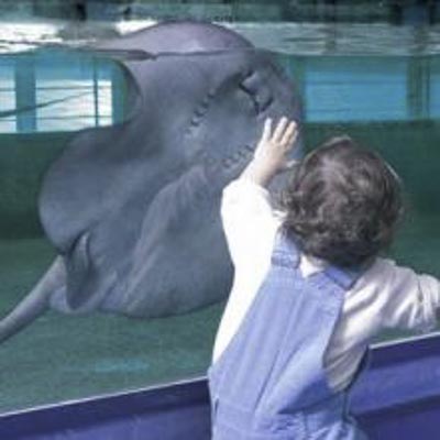 Acquario di Cattolica -  foto 3