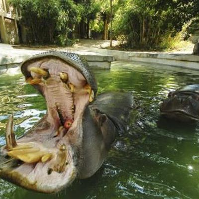 Bioparco Roma -  foto 3