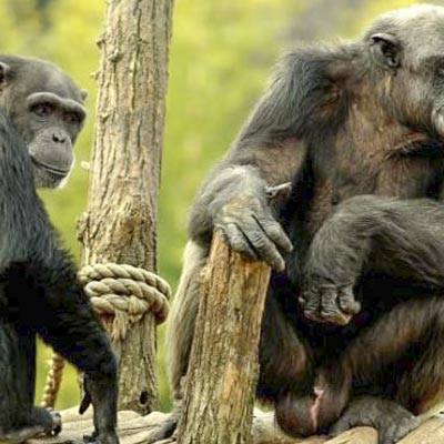 Bioparco Roma -  foto 4