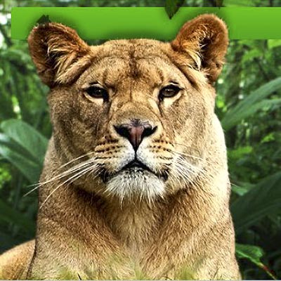 Safari Park dAbruzzo -  foto 2