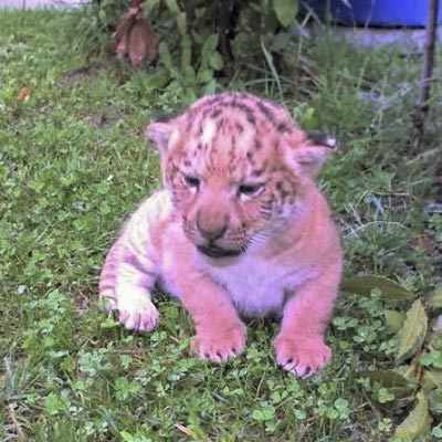 Safari Park dAbruzzo -  foto 3