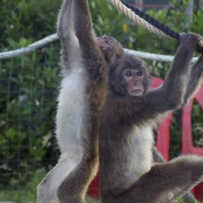 Safari Park dAbruzzo -  foto 4