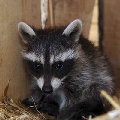 Safari Park dAbruzzo -  foto 6