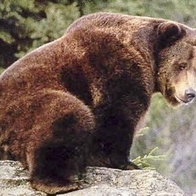 Parco Safari delle Langhe -  foto 1