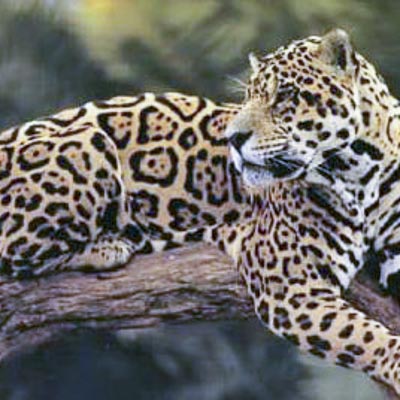 Parco Safari delle Langhe -  foto 2