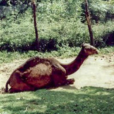 Parco Safari delle Langhe -  foto 3