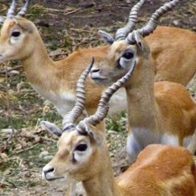 Parco Safari delle Langhe -  foto 5