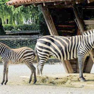 Parco Faunistico Le Cornelle -  foto 2