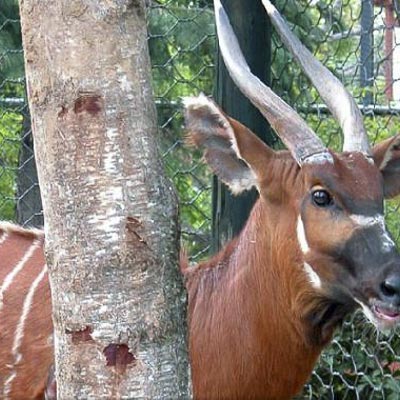 Parco Faunistico Le Cornelle -  foto 5