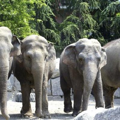 Parco Faunistico Le Cornelle -  foto 6