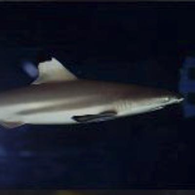 Aquarium Mondo Marino  -  foto 2