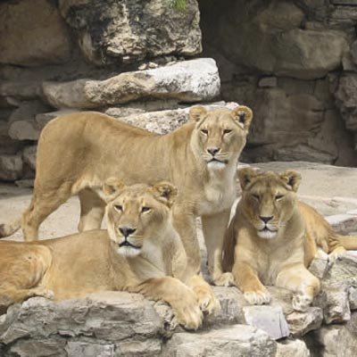 Citt della Domenica -  foto 8