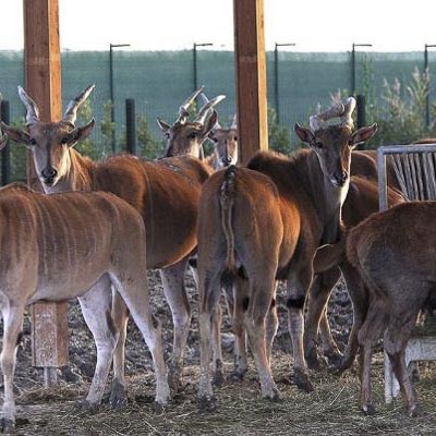 Zoo Safari Ravenna -  foto 1