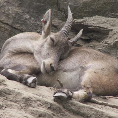 Parc Animalier dIntrod  -  foto 3