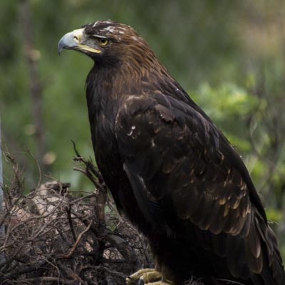 Parc Animalier dIntrod  -  foto 6