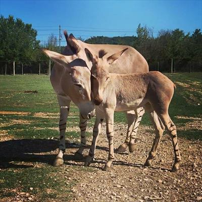 Leo Wild Park -  foto 1