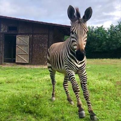 Leo Wild Park -  foto 2