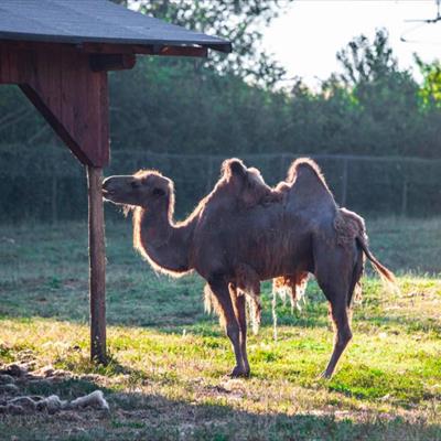 Leo Wild Park -  foto 3