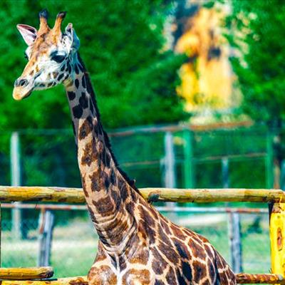 Leo Wild Park -  foto 4