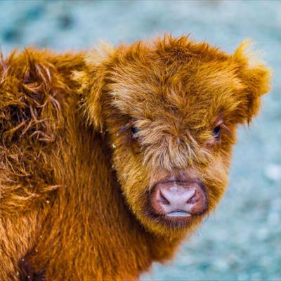 Leo Wild Park -  foto 5