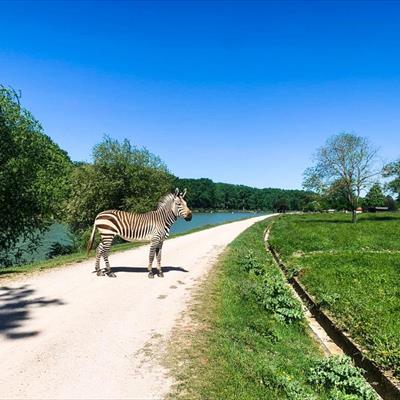 Leo Wild Park -  foto 8