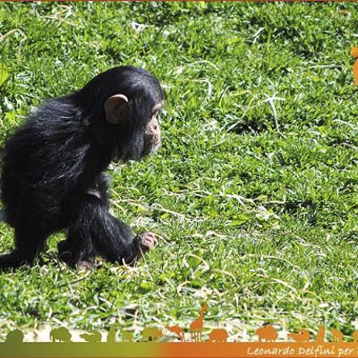 Parco Natura Viva -  foto 6