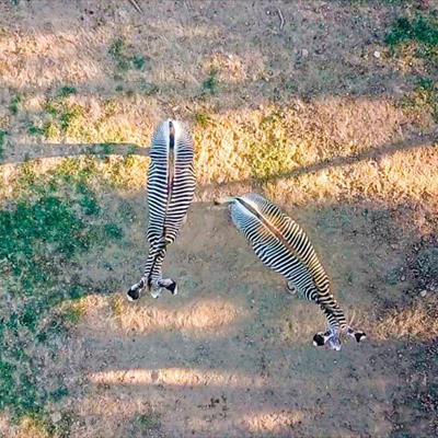 Leo Wild Park -  foto 9