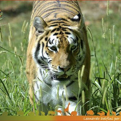 Parco Natura Viva -  foto 7