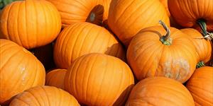 Fiera Nazionale della zucca