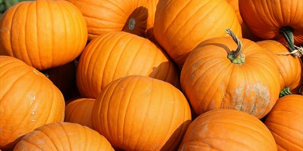 Una distesa di zucche mature, dai colori vivaci, pronte per la stagione autunnale e le tradizionali decorazioni di Halloween