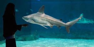 Notte con gli squali all'Acquario di Genova 