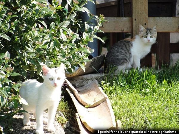 Le Acacie - foto 10855.jpg