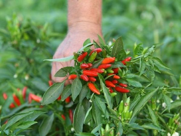 Agriturismo Amicizia - foto 10895.jpg