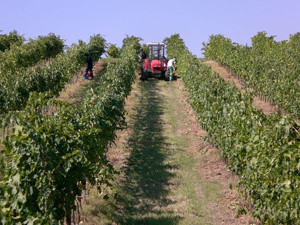 Agriturismo e cantina La Sabbiona - foto 11492.jpg
