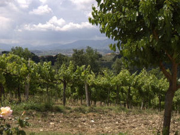 Agriturismo cardinal girolamo - foto 11620.jpg