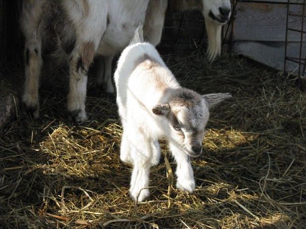 Agriturismo Corte Casone - foto 11869.jpg