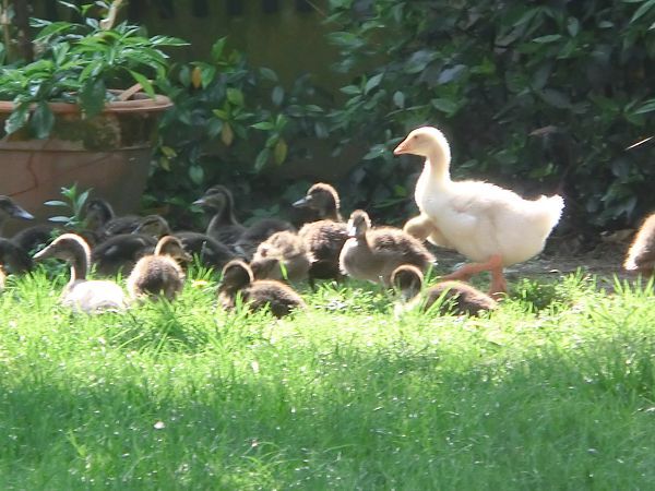 Equinozio B&B e Maneggio  - foto 12171.jpg