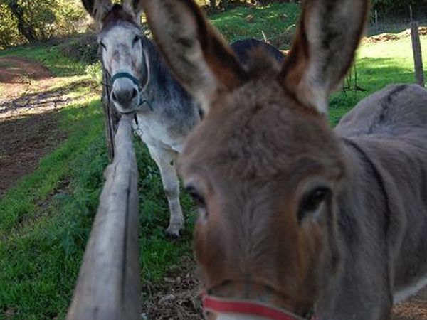 Agriturismo Aia del Tufo - foto 13022.jpg