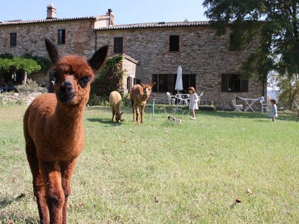Agriturismo Maridiana Alpaca - foto 13617.jpg