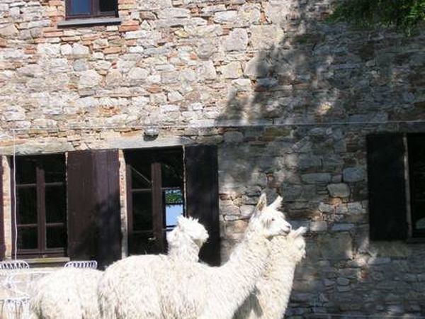 Agriturismo Maridiana Alpaca - foto 13626.jpg