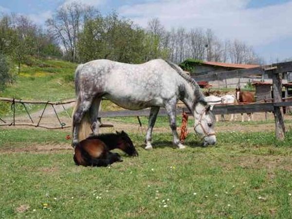 Agriturismo C Di Rossi - foto 14550.jpg