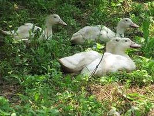 Agriturismo Fanny - foto 14577.jpg