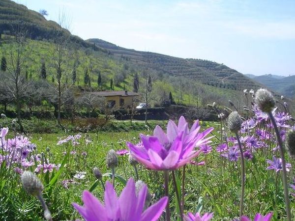 Azienda Agricola Terre di Vasia - foto 14908.jpg