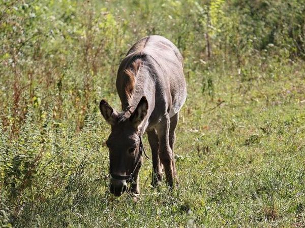 Azienda Agricola Terre di Vasia - foto 14909.jpg