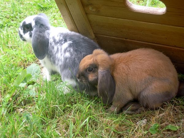 Alpen Hotel Panorama - foto 15153.jpg