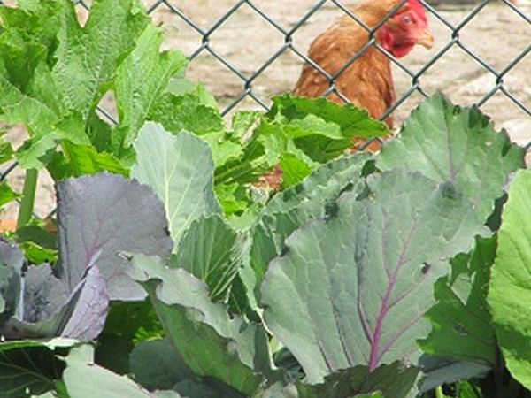 Albergo Ristorante Eden - foto 15316.jpg